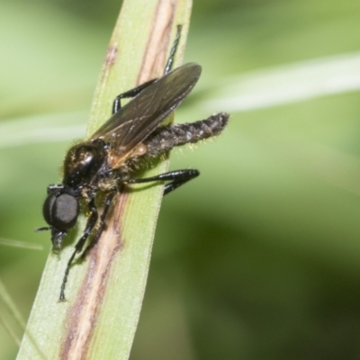 Bibionidae (family) (Bibionid fly) at Higgins, ACT - 26 Nov 2022 by AlisonMilton