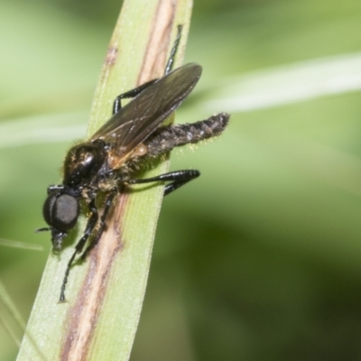 Bibionidae sp. (family) (Bibionid fly) at Higgins, ACT - 26 Nov 2022 by AlisonMilton