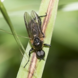 Bibionidae (family) at Higgins, ACT - 27 Nov 2022