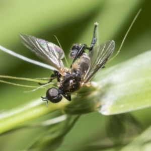 Bibionidae (family) at Higgins, ACT - 27 Nov 2022