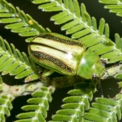 Calomela juncta (Leaf beetle) at Scullin, ACT - 26 Nov 2022 by AlisonMilton