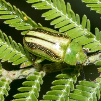 Calomela juncta (Leaf beetle) at Scullin, ACT - 27 Nov 2022 by AlisonMilton