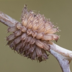 Paropsis atomaria (Eucalyptus leaf beetle) at Hawker, ACT - 26 Dec 2022 by AlisonMilton