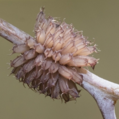 Paropsis atomaria (Eucalyptus leaf beetle) at Hawker, ACT - 27 Dec 2022 by AlisonMilton