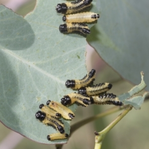 Paropsis atomaria at Hawker, ACT - 27 Dec 2022