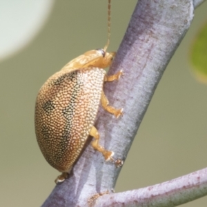 Paropsis atomaria at Hawker, ACT - 27 Dec 2022