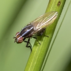 Poecilohetaerus sp. (genus) (Lauxaniid fly) at Higgins, ACT - 26 Nov 2022 by AlisonMilton