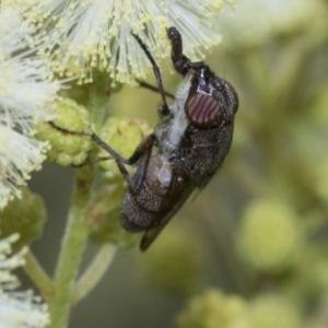 Stomorhina discolor at Scullin, ACT - 27 Nov 2022