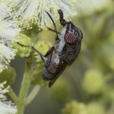 Stomorhina discolor (Snout fly) at Scullin, ACT - 27 Nov 2022 by AlisonMilton