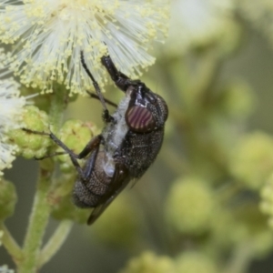 Stomorhina discolor at Scullin, ACT - 27 Nov 2022