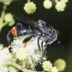 Malometasternum rufocaudatum (A bee-mimic hover fly) at Higgins, ACT - 27 Nov 2022 by AlisonMilton