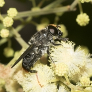 Malometasternum rufocaudatum at Higgins, ACT - 27 Nov 2022