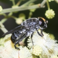 Malometasternum rufocaudatum at Higgins, ACT - 27 Nov 2022