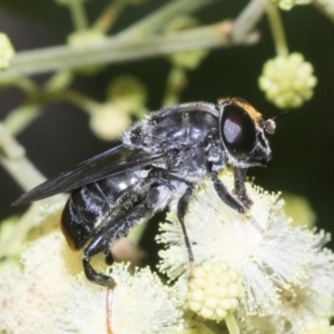 Malometasternum rufocaudatum at Higgins, ACT - 27 Nov 2022