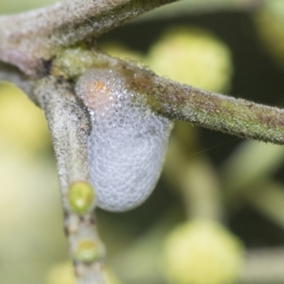 Aphrophorinae (subfamily) (Unidentified spittlebug) at Higgins, ACT - 27 Nov 2022 by AlisonMilton