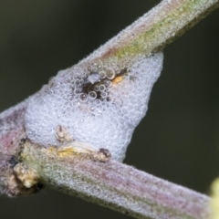 Aphrophorinae (subfamily) at Higgins, ACT - 27 Nov 2022