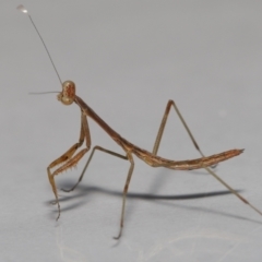 Tenodera australasiae at Wellington Point, QLD - 12 Jun 2023 by TimL