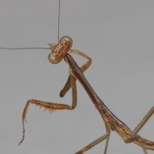 Mantidae (family) adult or nymph at Wellington Point, QLD - suppressed