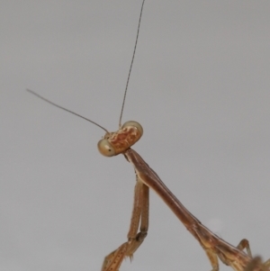 Mantidae (family) adult or nymph at Wellington Point, QLD - suppressed