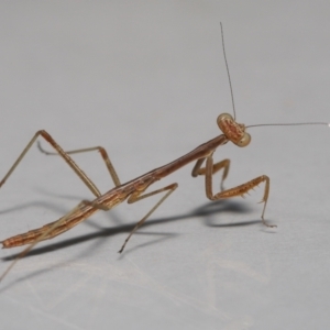 Mantidae (family) adult or nymph at Wellington Point, QLD - suppressed