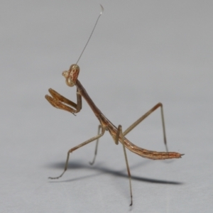 Mantidae (family) adult or nymph at Wellington Point, QLD - suppressed