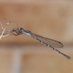 Austrolestes leda (Wandering Ringtail) at Wellington Point, QLD - 22 May 2023 by TimL