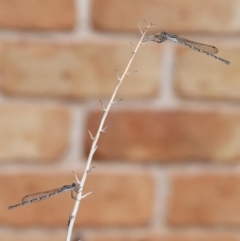 Austrolestes leda at Wellington Point, QLD - suppressed