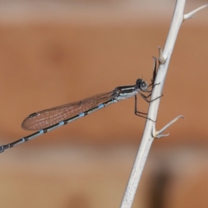 Austrolestes leda at Wellington Point, QLD - suppressed