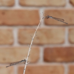 Austrolestes leda at Wellington Point, QLD - suppressed