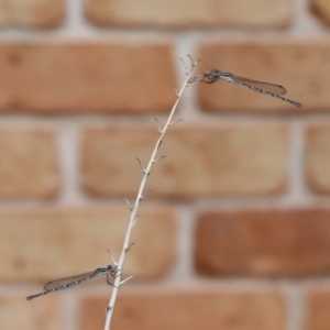 Austrolestes leda at Wellington Point, QLD - suppressed