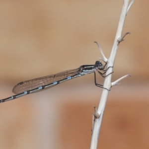 Austrolestes leda at Wellington Point, QLD - suppressed