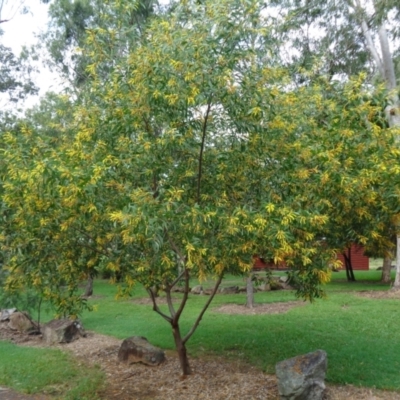Acacia aulacocarpa (Short Hickory Wattle) at The Gap, QLD - 15 Jun 2018 by Paten
