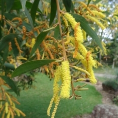 Acacia aulacocarpa at The Gap, QLD - 15 Jun 2018 11:26 AM