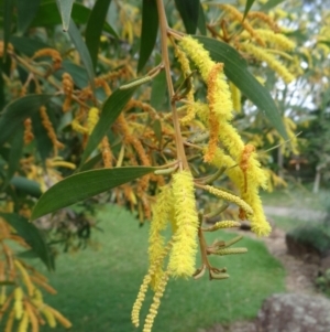 Acacia aulacocarpa at The Gap, QLD - 15 Jun 2018 11:26 AM