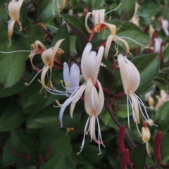 Lonicera japonica (Japanese Honeysuckle) at Conder, ACT - 3 Dec 2022 by MichaelBedingfield