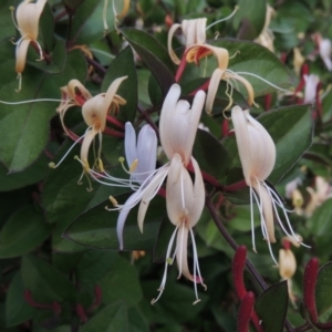 Lonicera japonica at Conder, ACT - 3 Dec 2022