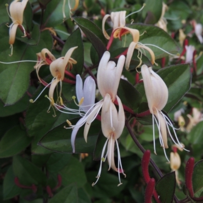 Lonicera japonica (Japanese Honeysuckle) at Conder, ACT - 3 Dec 2022 by MichaelBedingfield