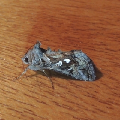 Chrysodeixis argentifera (Tobacco Looper) at Pollinator-friendly garden Conder - 1 Dec 2022 by michaelb