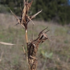 Cymbopogon refractus (Barbed-wire Grass) at Latham, ACT - 10 Jun 2023 by pinnaCLE