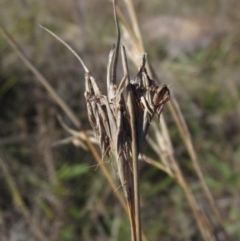 Cymbopogon refractus at Latham, ACT - 10 Jun 2023