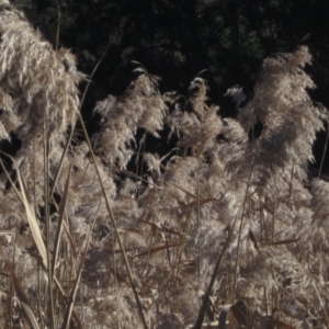 Phragmites australis at Latham, ACT - 10 Jun 2023