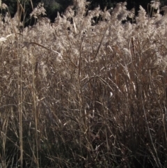 Phragmites australis at Latham, ACT - 10 Jun 2023