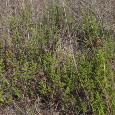 Cheilanthes sieberi subsp. sieberi (Mulga Rock Fern) at Latham, ACT - 10 Jun 2023 by pinnaCLE