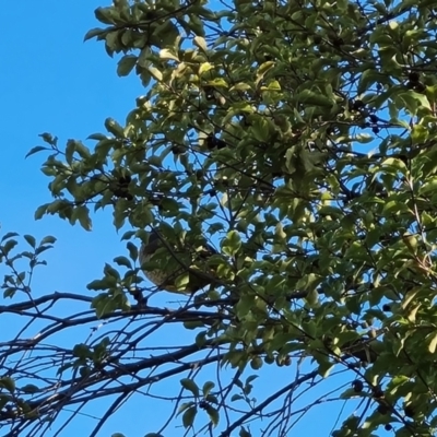 Ptilonorhynchus violaceus (Satin Bowerbird) at Isaacs, ACT - 16 Jun 2023 by Mike