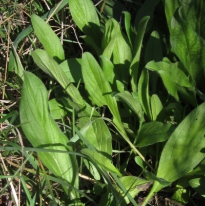 Echium plantagineum (Paterson's Curse) at Umbagong District Park - 5 May 2023 by pinnaCLE