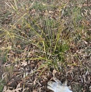 Cyperus eragrostis at Ainslie, ACT - 15 Jun 2023