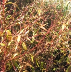 Persicaria hydropiper (Water Pepper) at Latham, ACT - 5 May 2023 by pinnaCLE