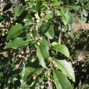 Ligustrum lucidum at Latham, ACT - 5 May 2023