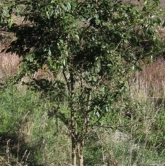 Ligustrum lucidum at Latham, ACT - 5 May 2023