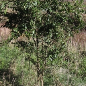 Ligustrum lucidum at Latham, ACT - 5 May 2023